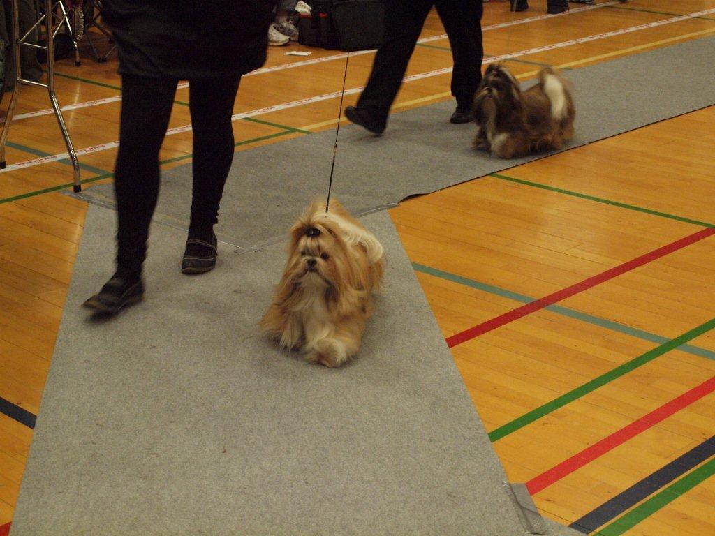 Shih Tzu Danmark
